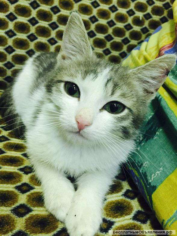 Спасенный от усыпления котенок с необычным именем Кто Я