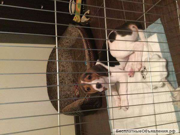 Щенка Бигля