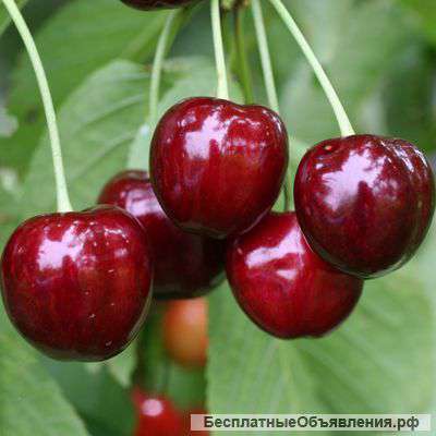 Черешня напрямую от производителя