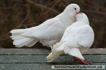 Красивых, белых голубей