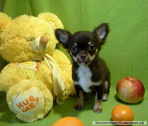 Элитные щенки чихуахуа