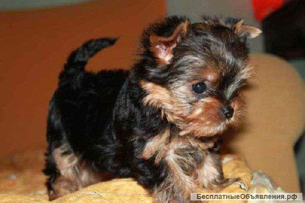 Мальчишка йокширского терьера