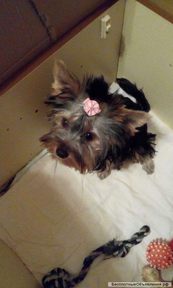 Щенки йорка ждут хозяина. 4 месяца.