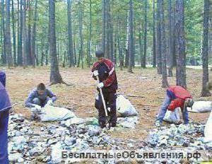 Очистка участков, копка.Спил-распил деревьев.