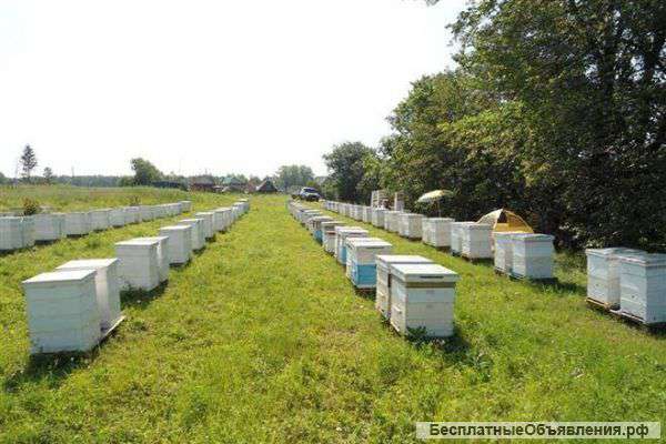 Мед, виды Гречишный, Разнотравие, Подсолнух. ОПТОМ