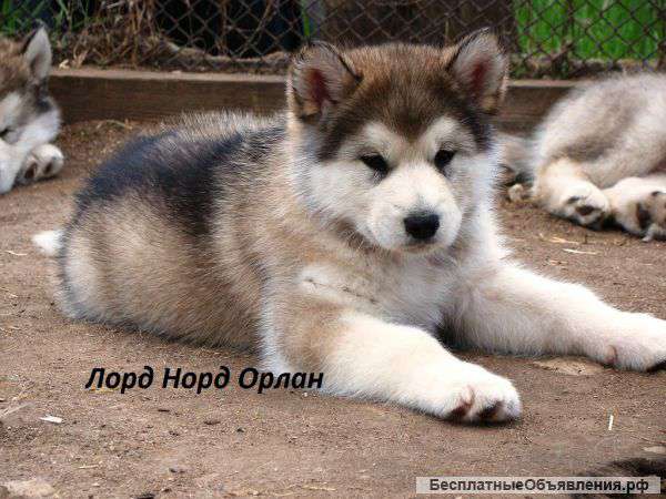 Породные щенки Маламута