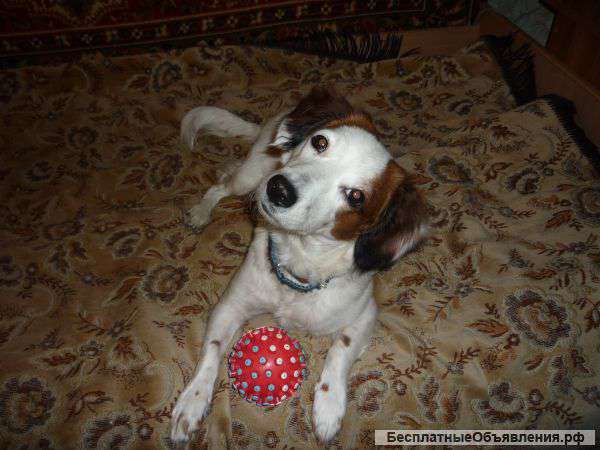 Отдам собаку в хорошие руки