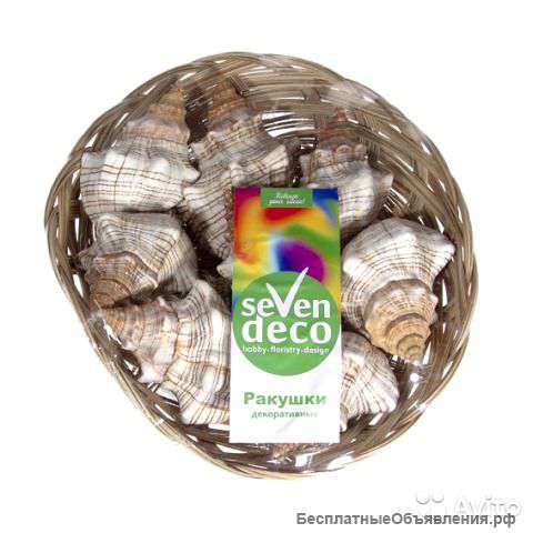Набор ракушек Fasciolaria Trapezium, 12-15 см, 8шт