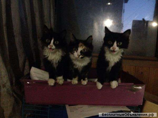 Трехцветную кошечку