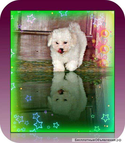 Белоснежки