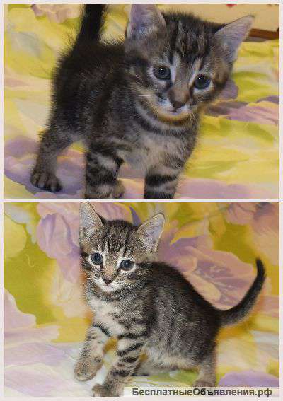 Котята даром