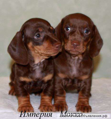 Щенки таксы гладкошерстной