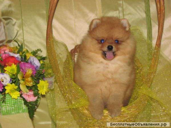 Щенков померанского шпица