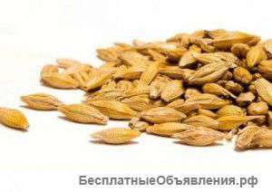 Ячменный чай - общеукрепляющий чай