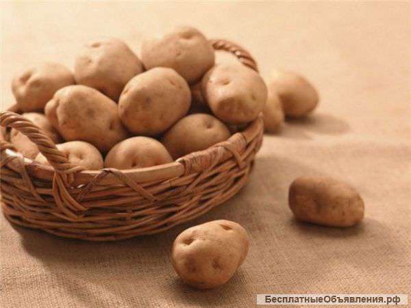 Картошку оптом