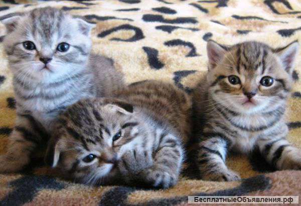 Вислоухие плюшевые котята