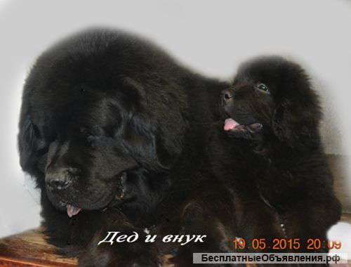 Алиментный черный щенок-ньюф