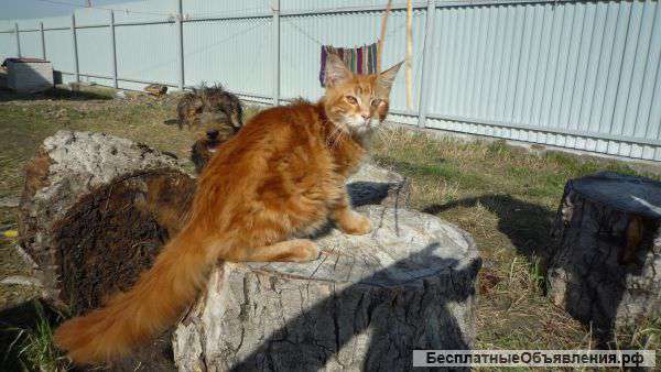 Элитные котята МЕЙН КУН-от чемпионов