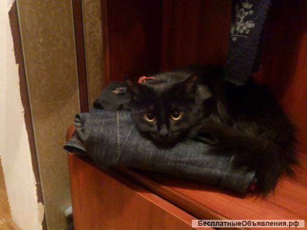 Отдам самую лучшую кошку в мире