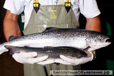 Лосось оптом