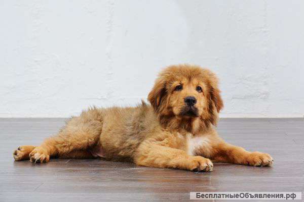 Тибетский мастиф