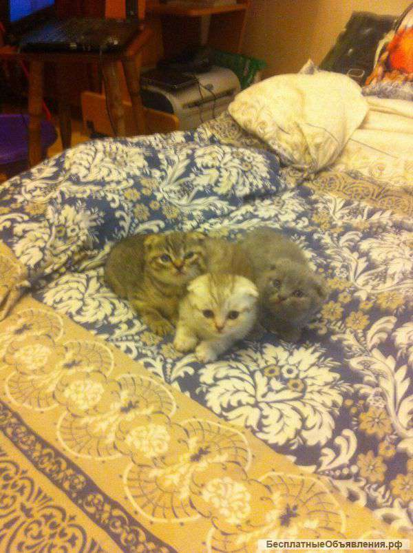 Шотландских котят
