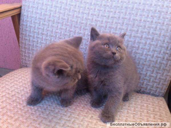 Британские котята