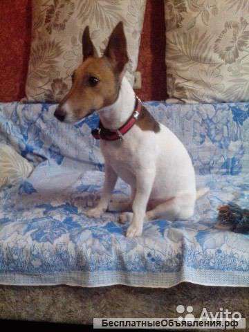 Джек-Рассел девочка для души и вязки