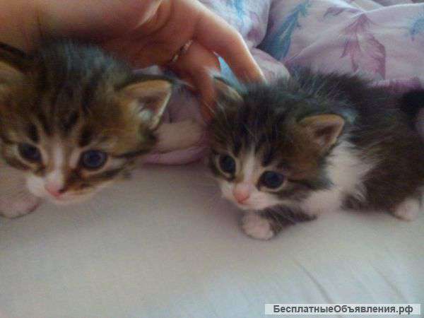 Отдам в хорошие руки