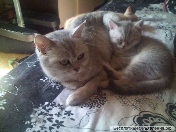 Плюшевые котята