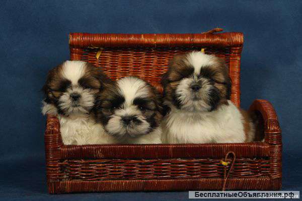 Щенки ши-тцу