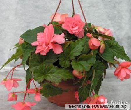 Бегония ампельная Микс подвесная