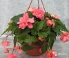 Бегония ампельная Микс подвесная