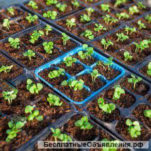 Баклажан Алмаз рассада