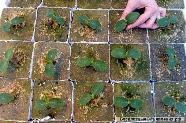 Арбуз Огонёк рассада