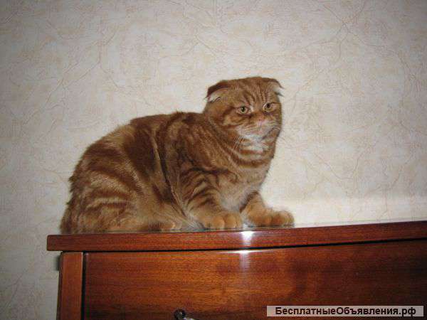 Шотландский котик