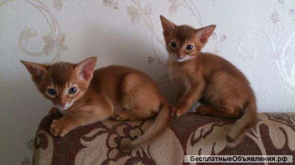 Абиссинских котят