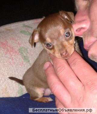 Той-терьер девочка лилово -подпалая