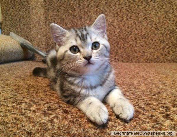 Шотландские котята мраморных окрасов