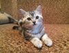 Шотландские котята мраморных окрасов