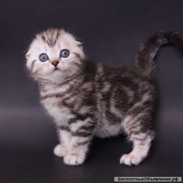 Котик скоттиш фолд
