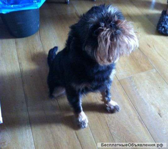 Отдам новому хорошему хозяину в связи с аллергией Бльгийского гриффона