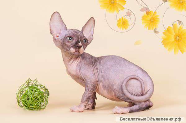 Ни блох тебе, ни шерсти