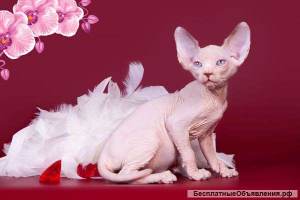 Ни блох тебе, ни шерсти