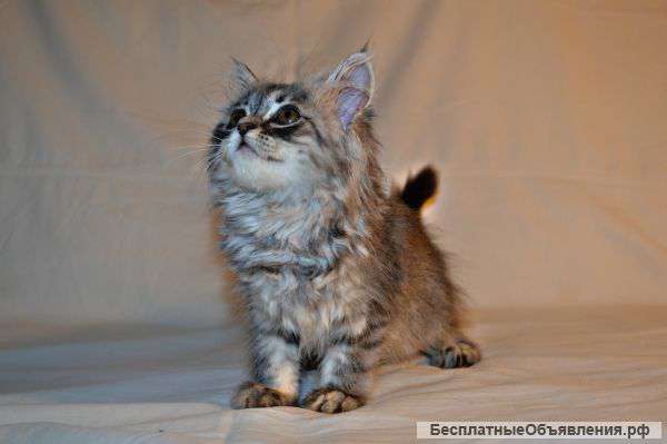 Милая девочка Хайленд Страйт