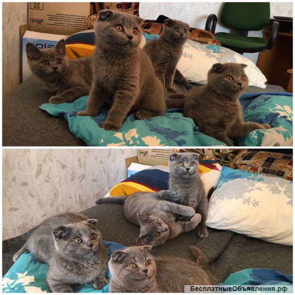 Шотландских котят
