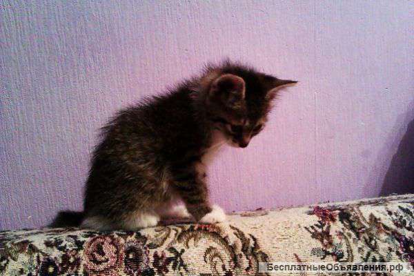 Пушистый комочек в дар