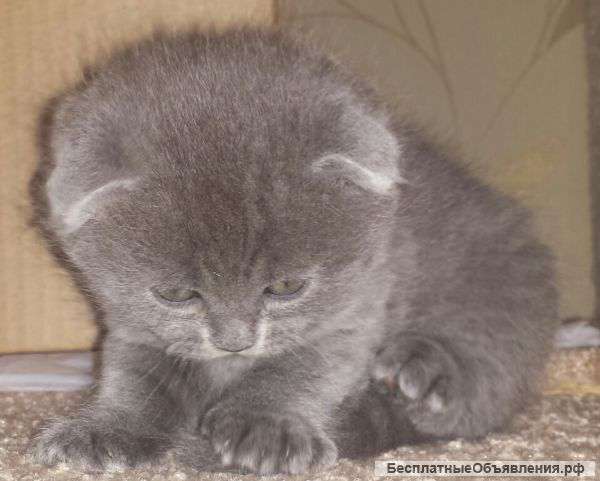 Прелестные котята скотиш фолд