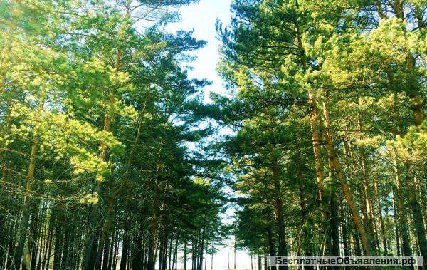 Участки в сосновом бору