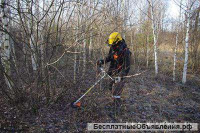 Спил деревьев